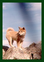 GP as a pup on a rock